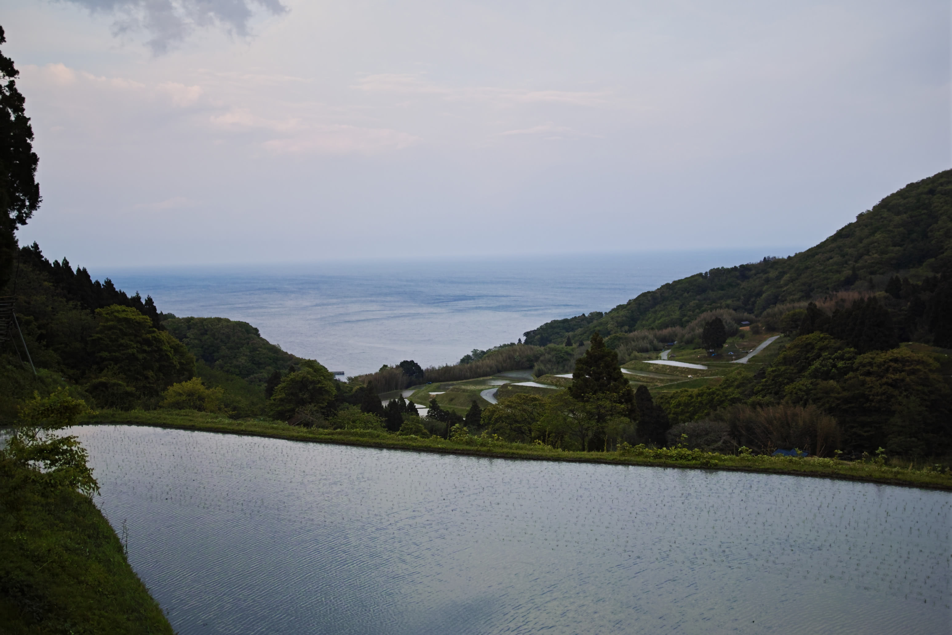 フェロー諸島でクジラ250頭の虐殺で海が真っ赤に染まる